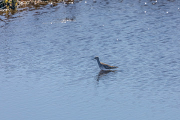 The lesser yellowlegs (Tringa flavipes) in natural conservation area.
