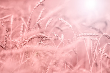 ears of grass swaying in wind on summer meadow at sunny day 