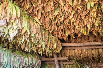 hojas de tabaco secándose en el valle de viñales cuba
