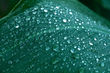 rain water drop on green leave in spring garden nature background