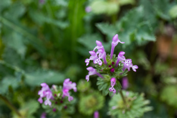 야외에서 볼수있는 여러가지 아름다운 봄꽃들