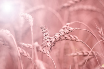 ears of wheat on summer meadow at sunny day