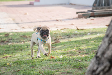 Funny pug dog playing on grass.