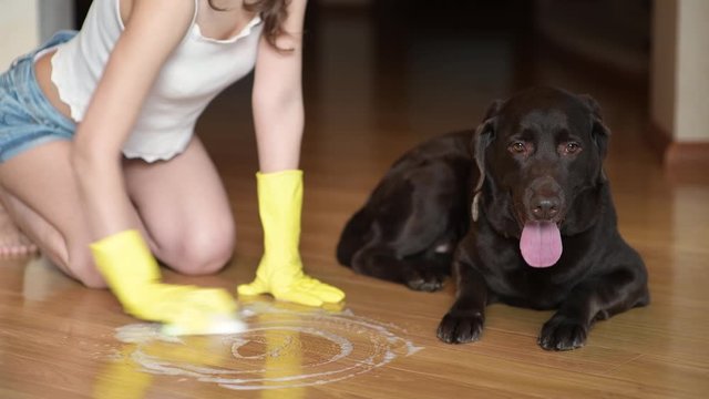 The girl washes the floor with soap and a sponge, and the dog lies nearby. The dog stained the floor of the house and the hostess washes it. Close-up without the face of the hostess