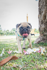 Funny pug dog playing on grass.