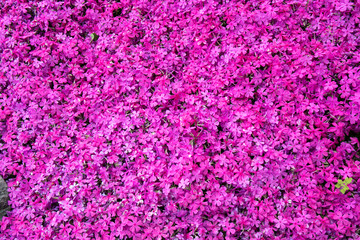 Naklejka premium 야외에서 볼수있는 여러가지 아름다운 봄꽃들