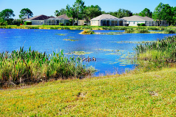 A Florida community pond in summer