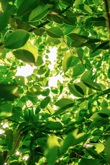 green leaves background. sunlight penetrates green leaves