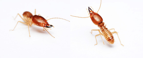 Termite on isolated whited background