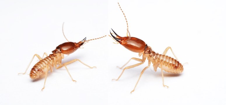 Termite on isolated whited background
