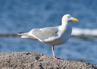 seagull on the beach