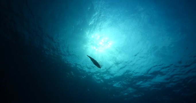 squid underwater close up cuttlefish big eye Loligo vulgaris ocean scenery blue water