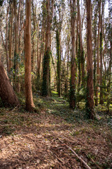 Walking path lined up with trees in Presidio park, San Francisco