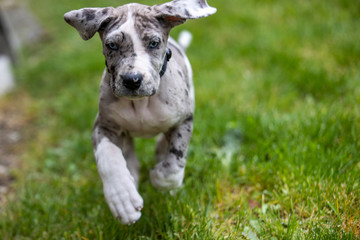 Obraz premium Gray Great Dane Puppy Dog