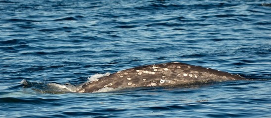 Fototapeta premium humpback whale tail