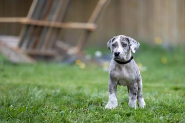 Gray Great Dane Puppy Dog