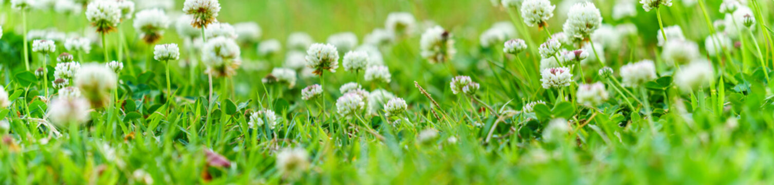 white clover flowers in the wild green grass.  Panoramic view of white clover flowers on green color bokeh background	