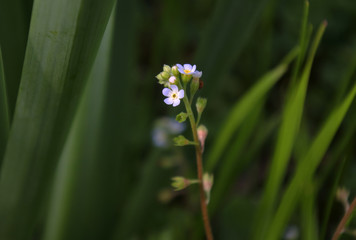 Fototapeta premium Cucumber herb with micro sized flowers.
