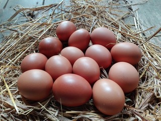 eggs in the nest