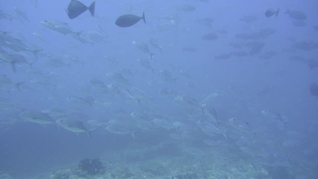 School of Jack fish