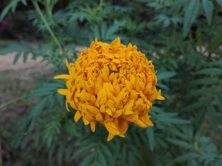 yellow flower in the forest