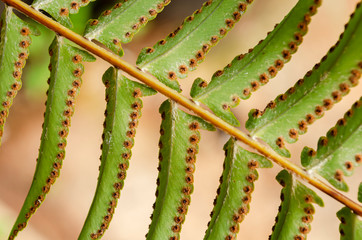 Back Of Ostrich Fern Closeup