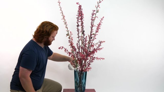 A red-haired man watering long-stemmed red flowers(Hesperaloe parviflora) in front of a white screen.