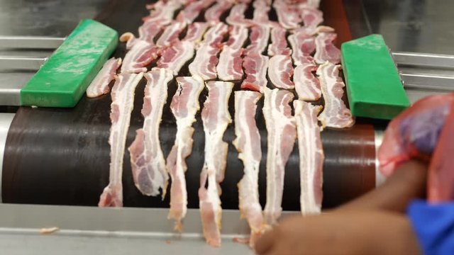 Food processing production line, bacon slices put on hot plate conveyor belt by worker's hand