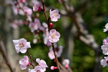 光を浴びて輝く満開のアンズの花
