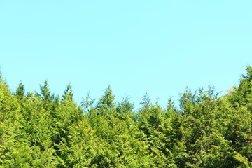 青空と針葉樹林
