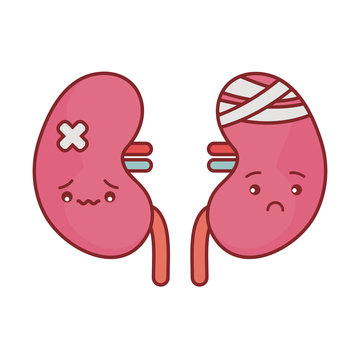 kidneys cartoon flat style icon vector design