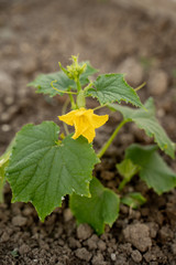 cucumber seedlings, beautiful green
