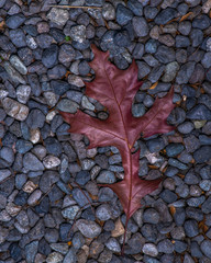 hojas otoño