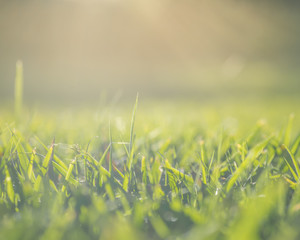 grass at sunset