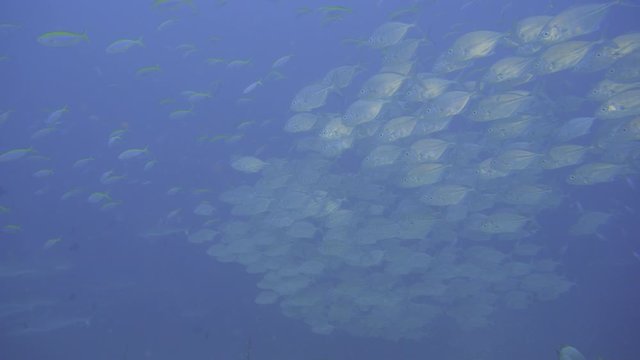 School of Jack fish