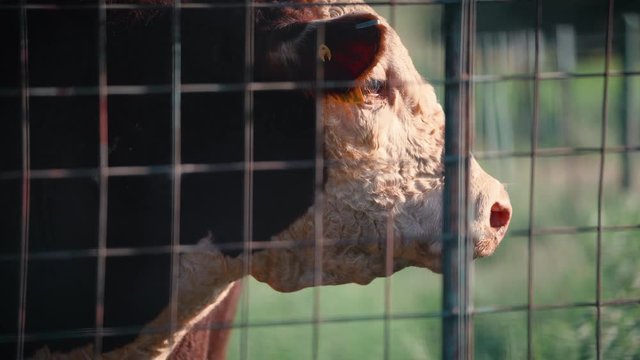 Cow looks beyond fence on cattle ranch
