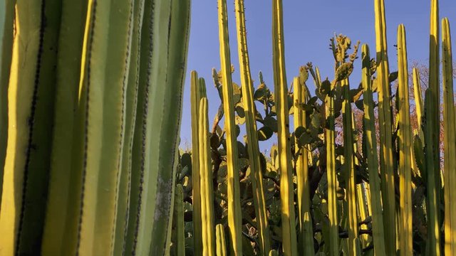 a lot of San Pedro cactus. sacred species