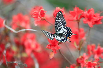 호랑나비가 보이는 아름다운 풍경