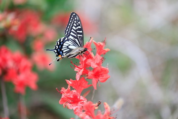 호랑나비가 보이는 아름다운 풍경