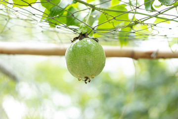 The green passion fruit was attached to the tree.