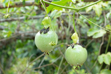 Two green passion fruit attached to a tree.