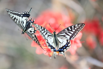 호랑나비가 보이는 아름다운 풍경