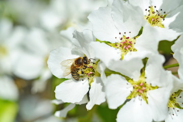 Beautiful spring flower background with helios bokeh - bud of white flower apple on blooming branch and yellow bee on a petal collecting nectar close up. Selective focus. Horizontal frame