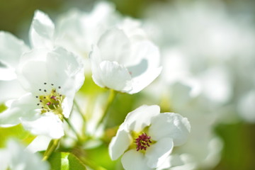 Beautiful spring flower background with helios bokeh, bud of white flower apple on blooming branch close up. Selective focus. Horizontal frame