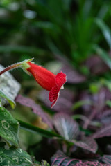 Single red flower close up in blurred background, Gesneriaceae