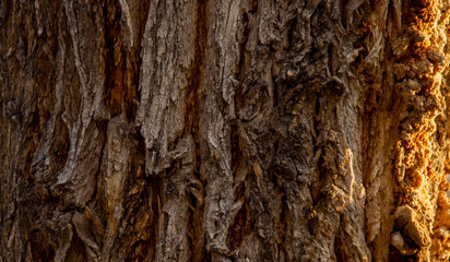 bark of tree