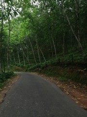 road in the woods