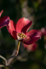 Flowering dogwood, Beautiful red flower closeup in botanical garden