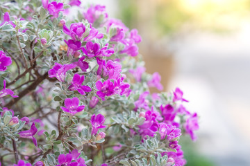 Blossom Purple Sage, Texas Ranger, Silverleaf or Ash plant  at garden.