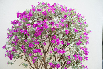 Obraz premium Blossom Purple Sage, Texas Ranger, Silverleaf or Ash plant against the wall.